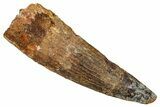 Fossil Spinosaurus Tooth - Real Dinosaur Tooth #344853-1